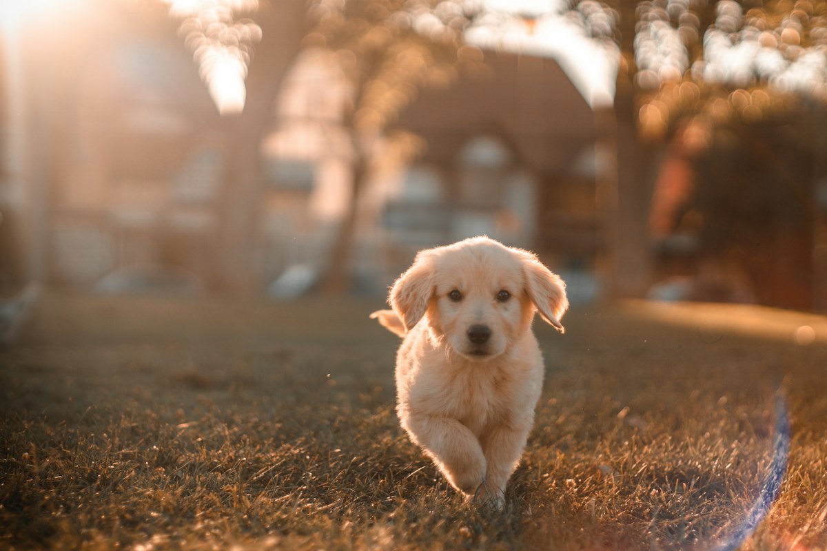 金毛幼犬